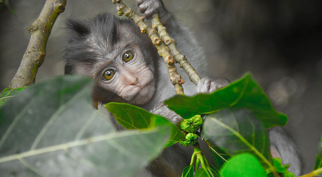 Monkey-Forest in Ubud - Fitnessurlaub Bali - Fitnessreisen für Reiseathleten