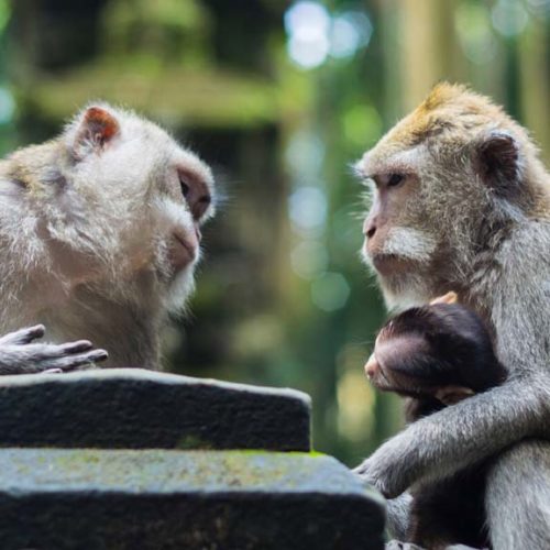 Monkey Forest - Sportreise Bali