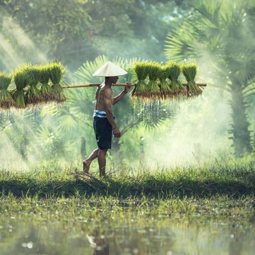Reisfelder Arbeiter -Fitnessurlaub Bali -Fitnessreisen für Reiseathleten