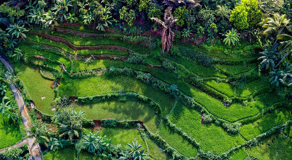 Reisfelder von oben - Bali