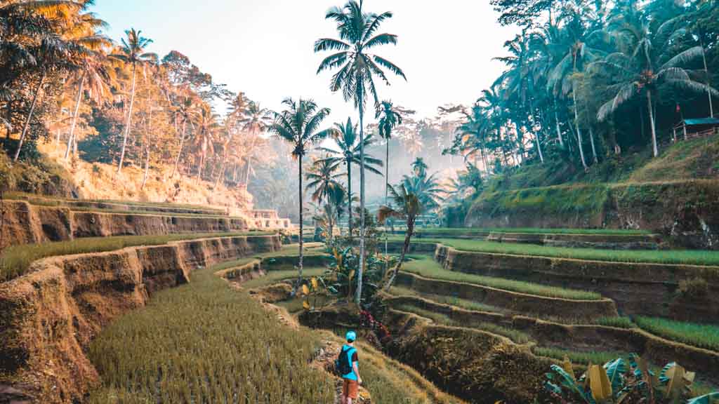 Reisfelder Bali - Fitness Urlaub Bali - Fitnessreisen für Reiseathleten